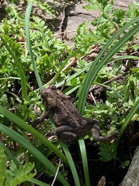 A snapshot from Kerri's garden - Photo Kerri Williams