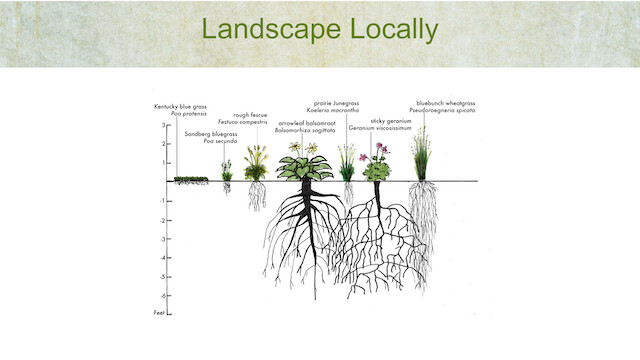 The Okanagan receives less than 300 millimetres of rainfall annually in many areas. Planting species that require supplemental irrigation through a dry-summer climate isn't gardening, it's maintenance.