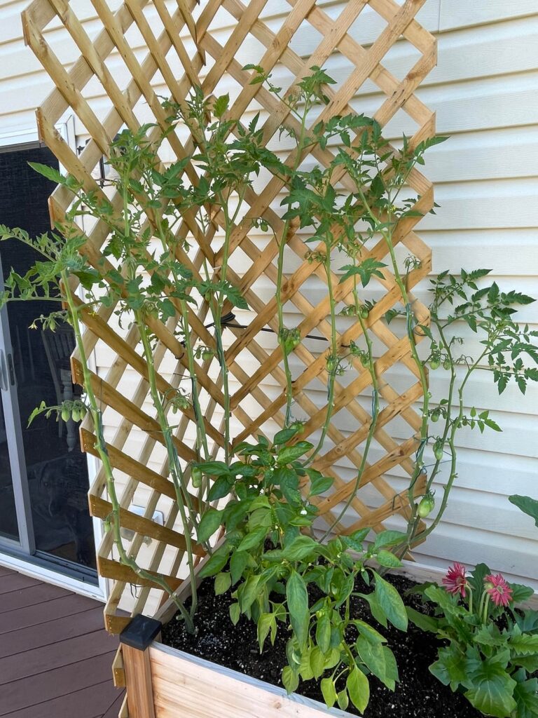 First time gardener. How are my San Marzano tomatoes? First time gardener. How are my San Marzano tomatoes?