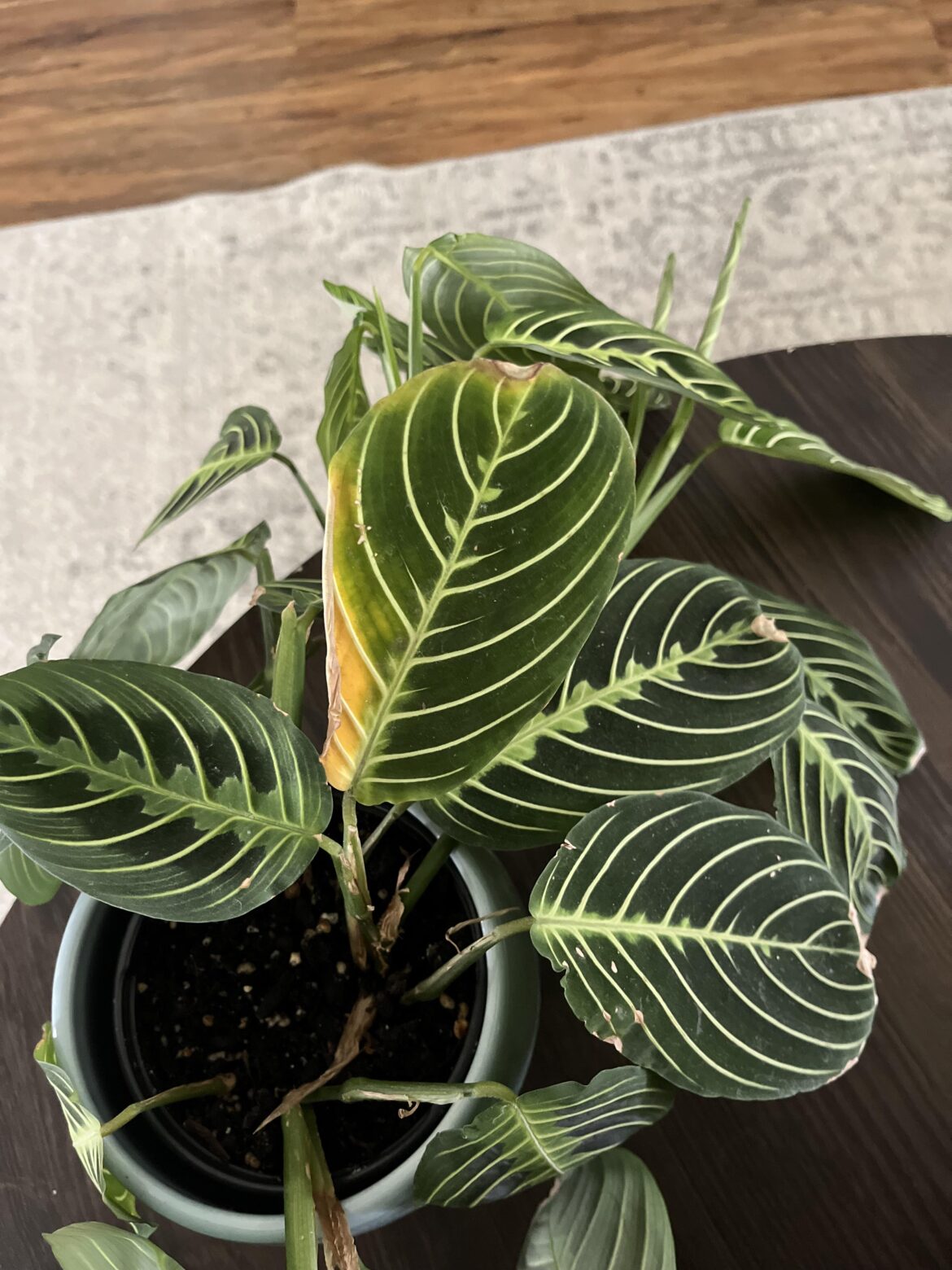 Should I cut this leaf off?