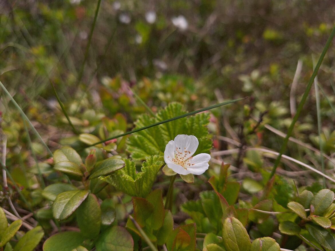 Flower of the ridiculously coveted cloudberry in the Norwegian mountains, as seen today. [2000x1500][OC]