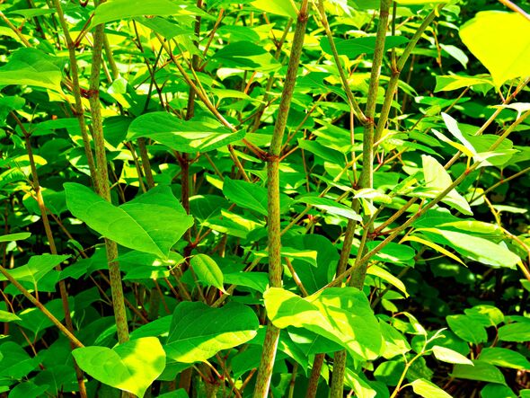 Japanese Knotweed invasive species with green leaves and stems
