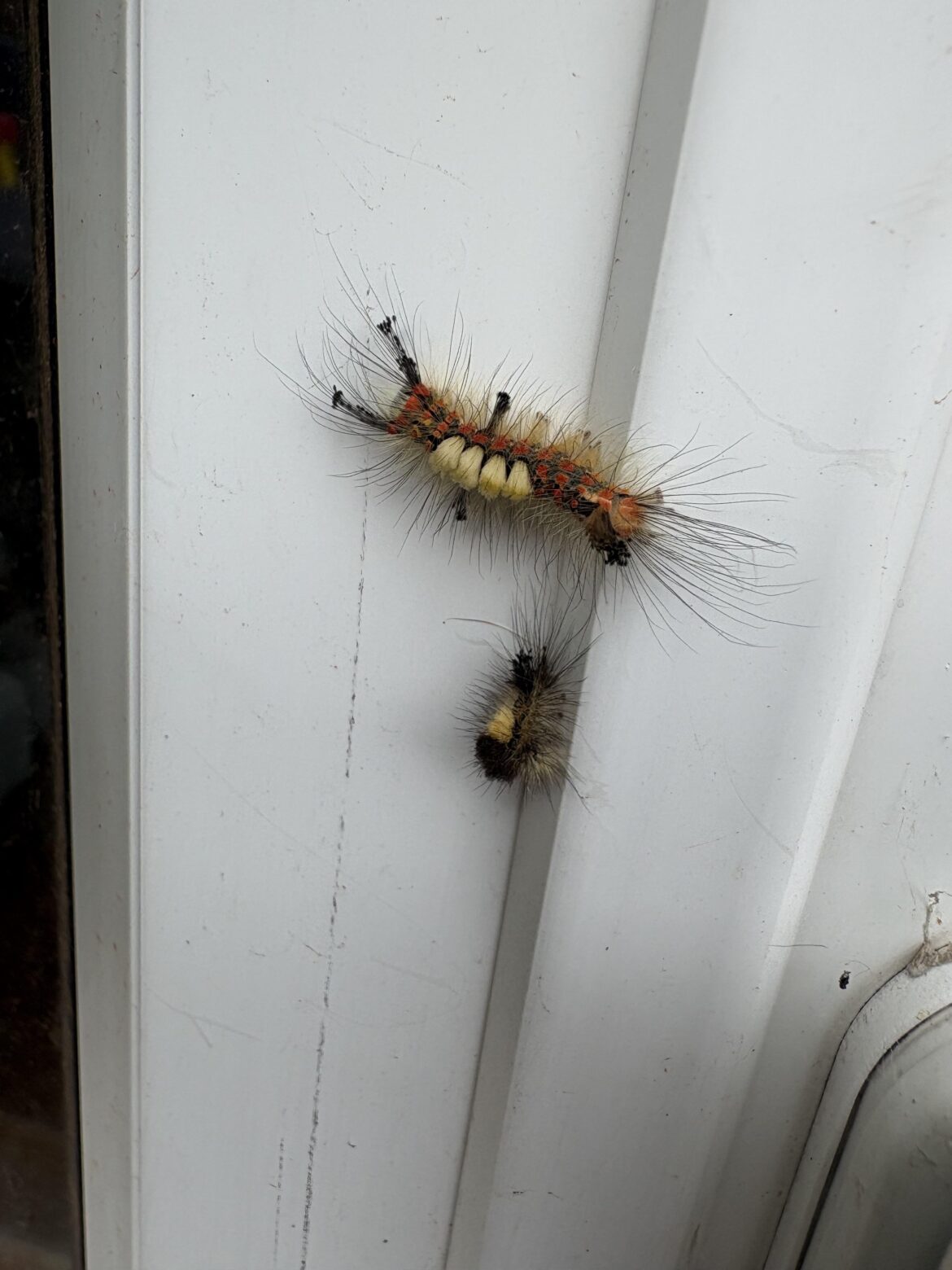 Can anyone ID this little fella?