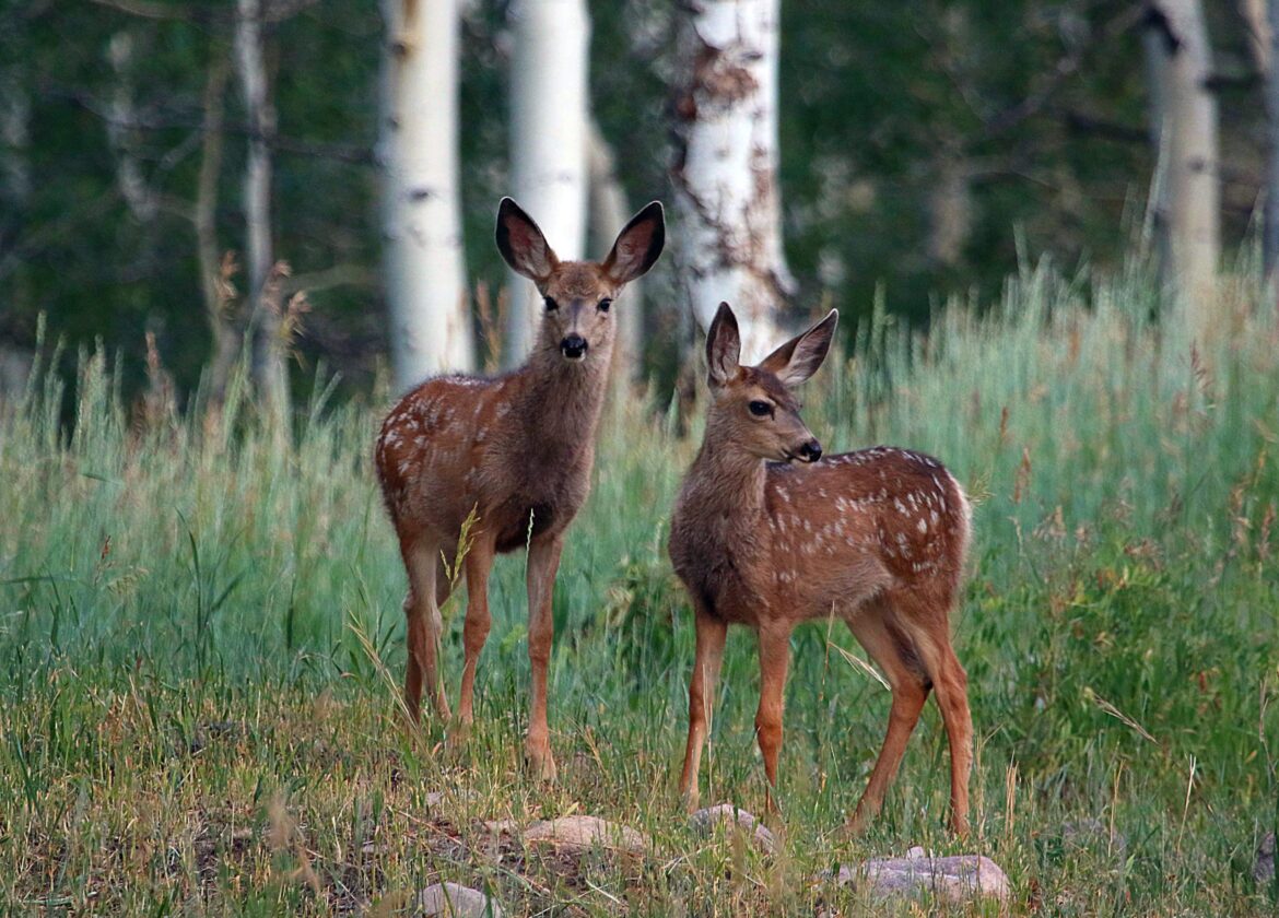 Tips to keep deer out of your garden and yard during a drought year Tips to keep deer out of your garden and yard during a drought year