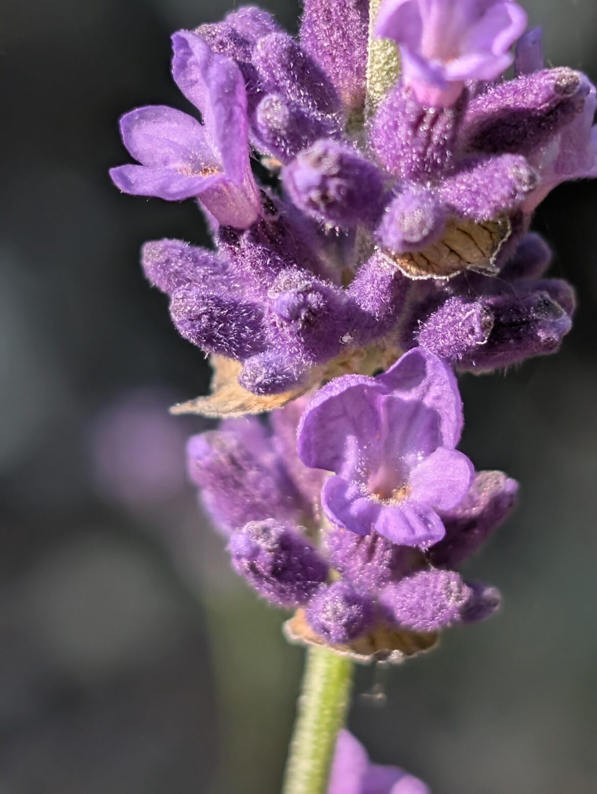 Lavender