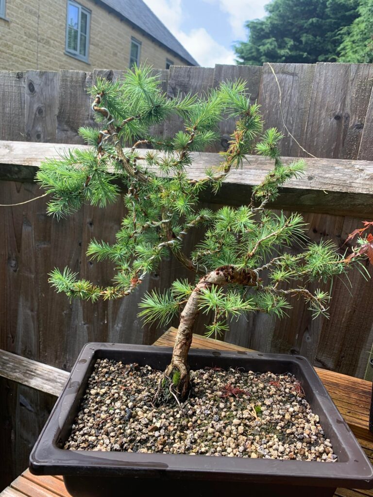 A larch in development