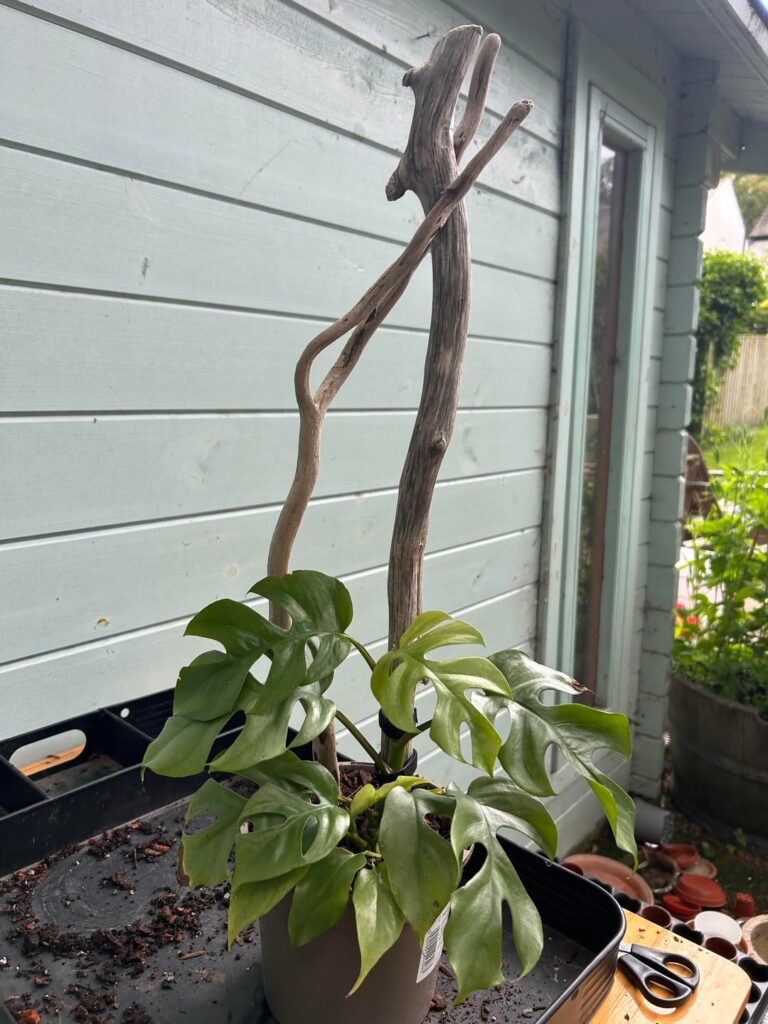 Raphidophora driftwood support. Hopefully the porosity of the wood works well.