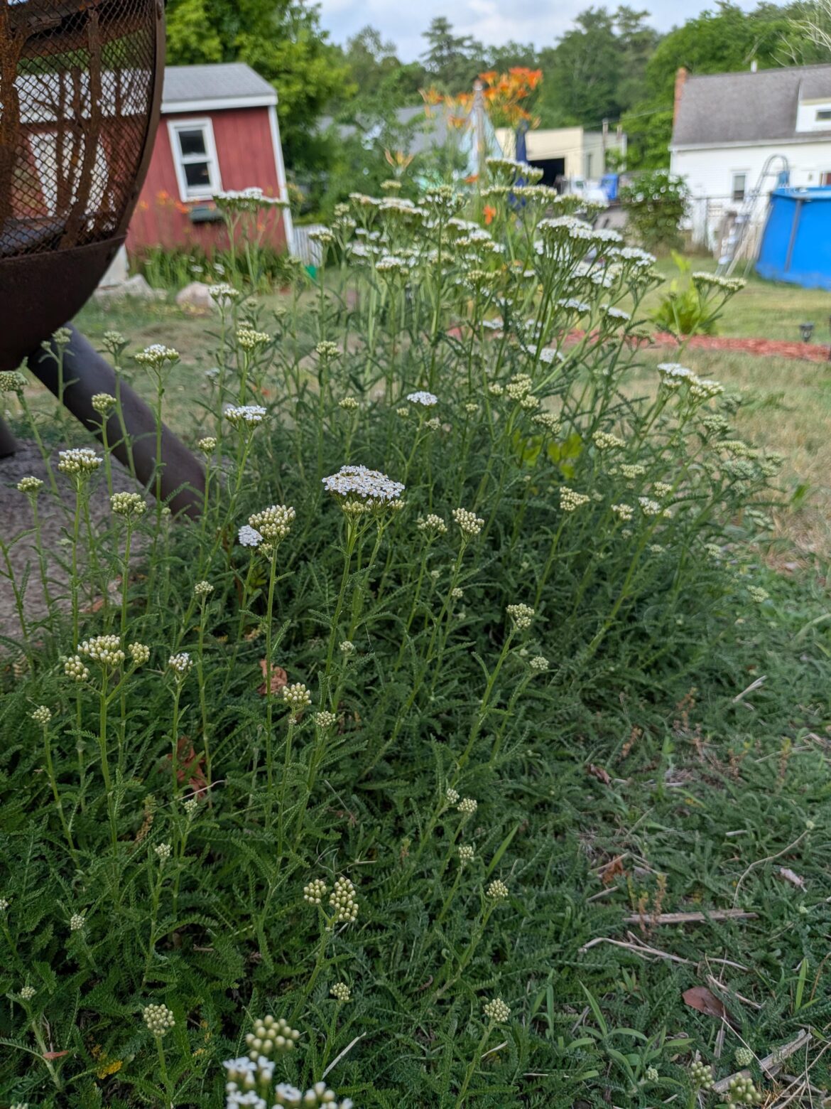 Is this 'White Yarrow'?