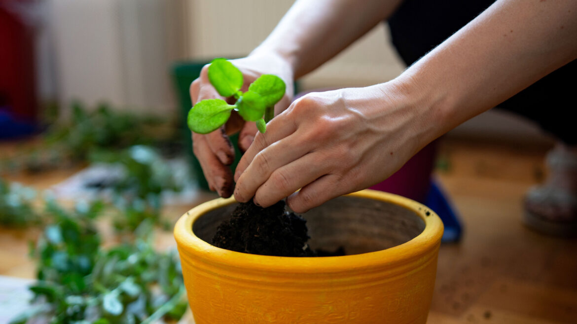 8 Best Perennials To Propagate In June For A Summer Garden Full Of Lush Plants 8 Best Perennials To Propagate In June For A Summer Garden Full Of Lush Plants