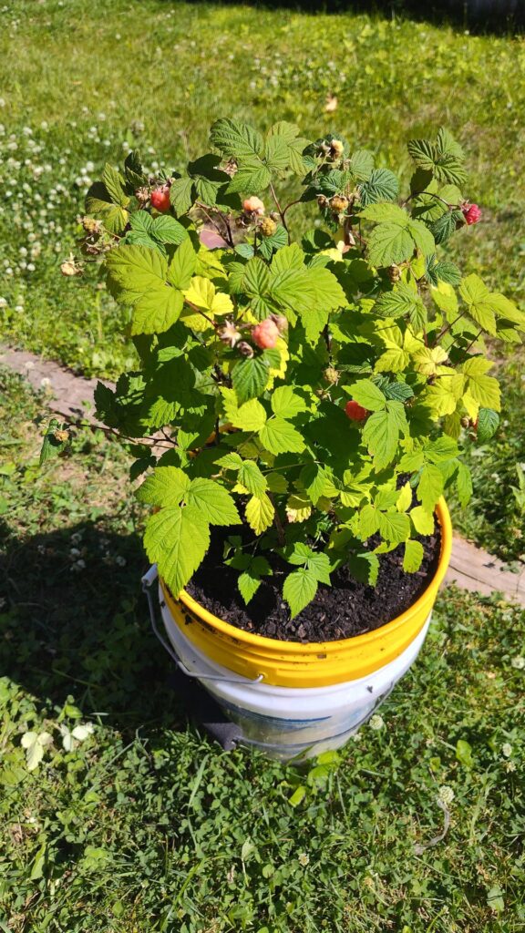 First time raspberry bush, advice?