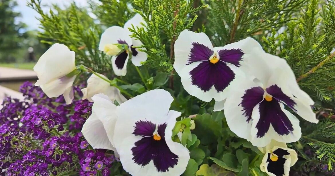 Longwood Gardens' beauty and history continue to draw generations of visitors to Chester County