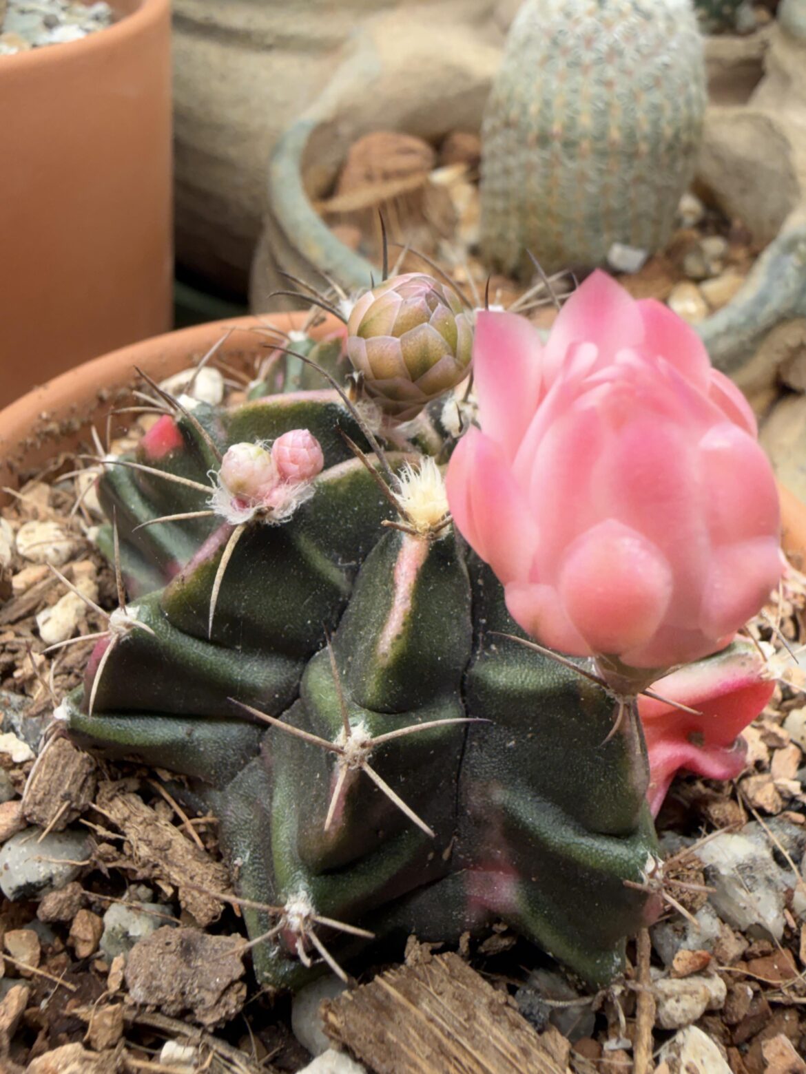 Two buds one areole
