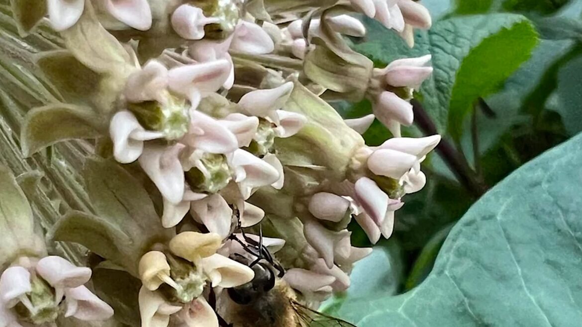 Gardeners alarmed by dead bees on milkweed may be seeing the flowers’ hidden trap A close-up of pale pink flowers with a bee gathering nectar among the blossoms.