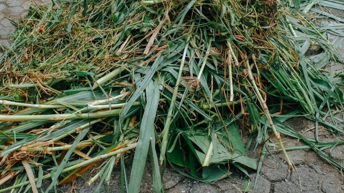 A pile of mixed green plant material, including grass and leaves, on a textured surface.