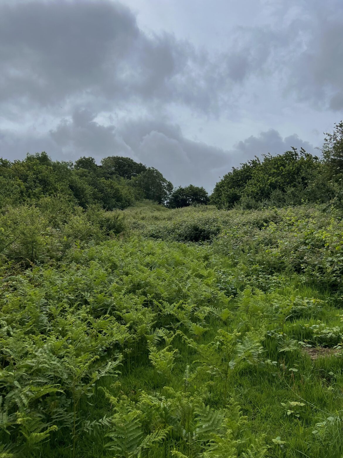 10 years of secondary succession