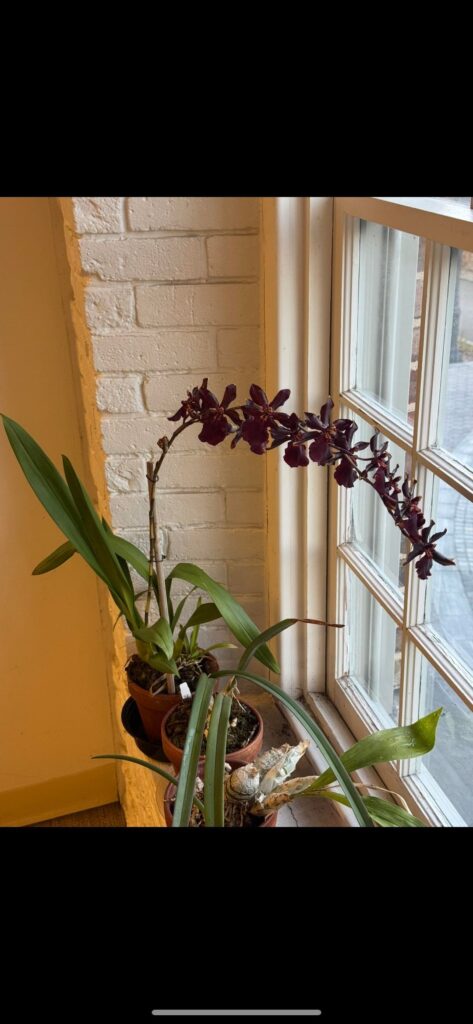 Oncostele Wildcat will. not. stop. blooming. Has been in bloom since early November, rebloomed again off the same spike. Flowers finally faded and now seems to be putting out another flower spike on the same bulb. Is this necessarily an issue? I was hoping for a new pseudobulb this growing season. Oncostele Wildcat will. not. stop. blooming. Has been in bloom since early November, rebloomed again off the same spike. Flowers finally faded and now seems to be putting out another flower spike on the same bulb. Is this necessarily an issue? I was hoping for a new pseudobulb this growing season.