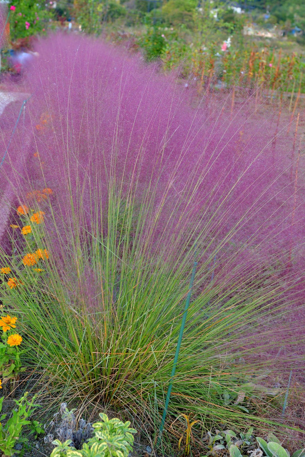 Muhlenbergia capillaris / Pink muhlygrass / Pink hair grass flower muhlenbergia capillaris / pink muhlygrass / pink hair grass flower