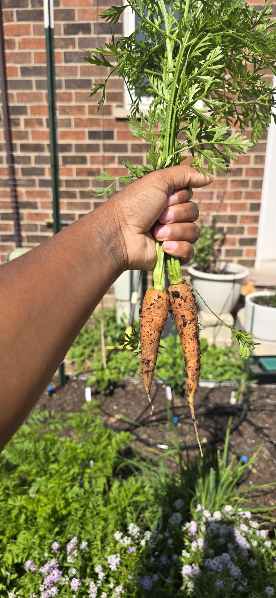 My second attempt at growing carrots!! I think I’m on the right track My second attempt at growing carrots!! I think I'm on the right track