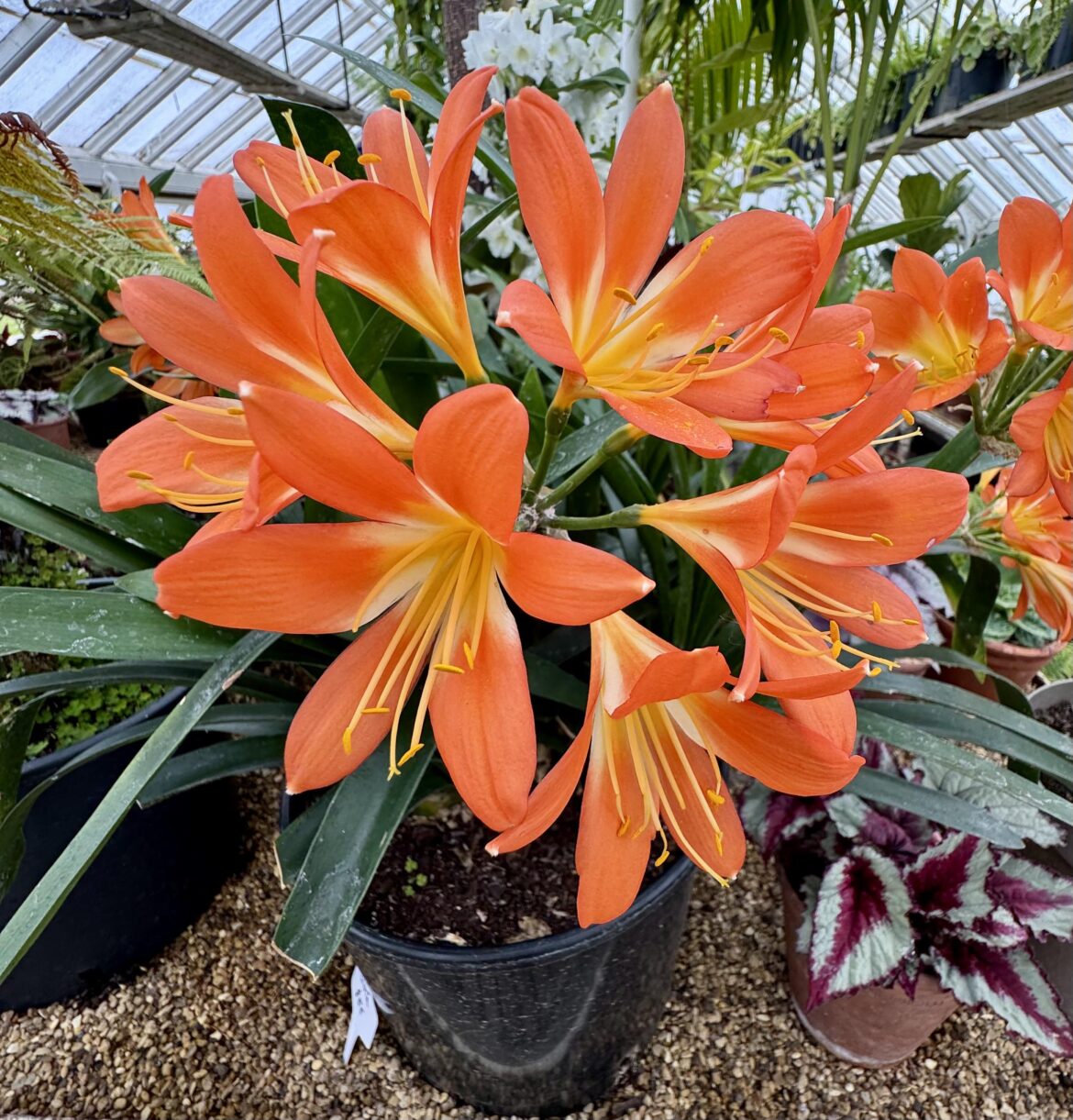 Clivia Miniata (Natal Lily) my favourite orange boom