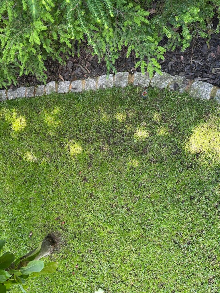 How to thicken lawn? Please help. Poland/DOL