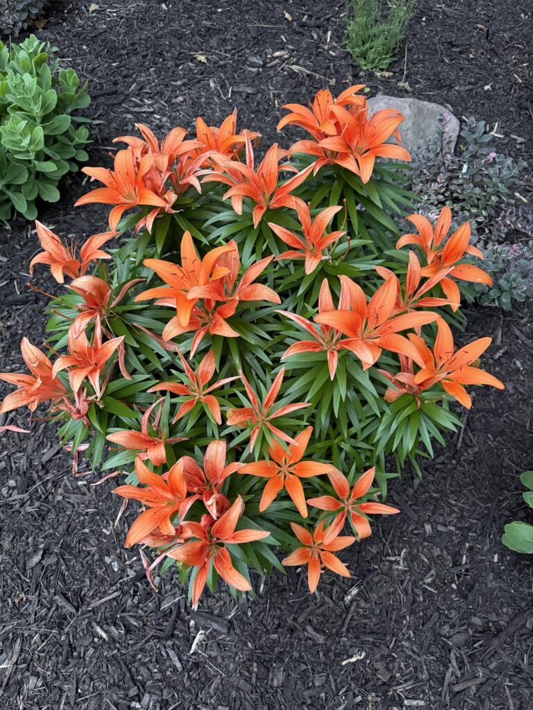 Happy Asiatic Lily - All For Gardening