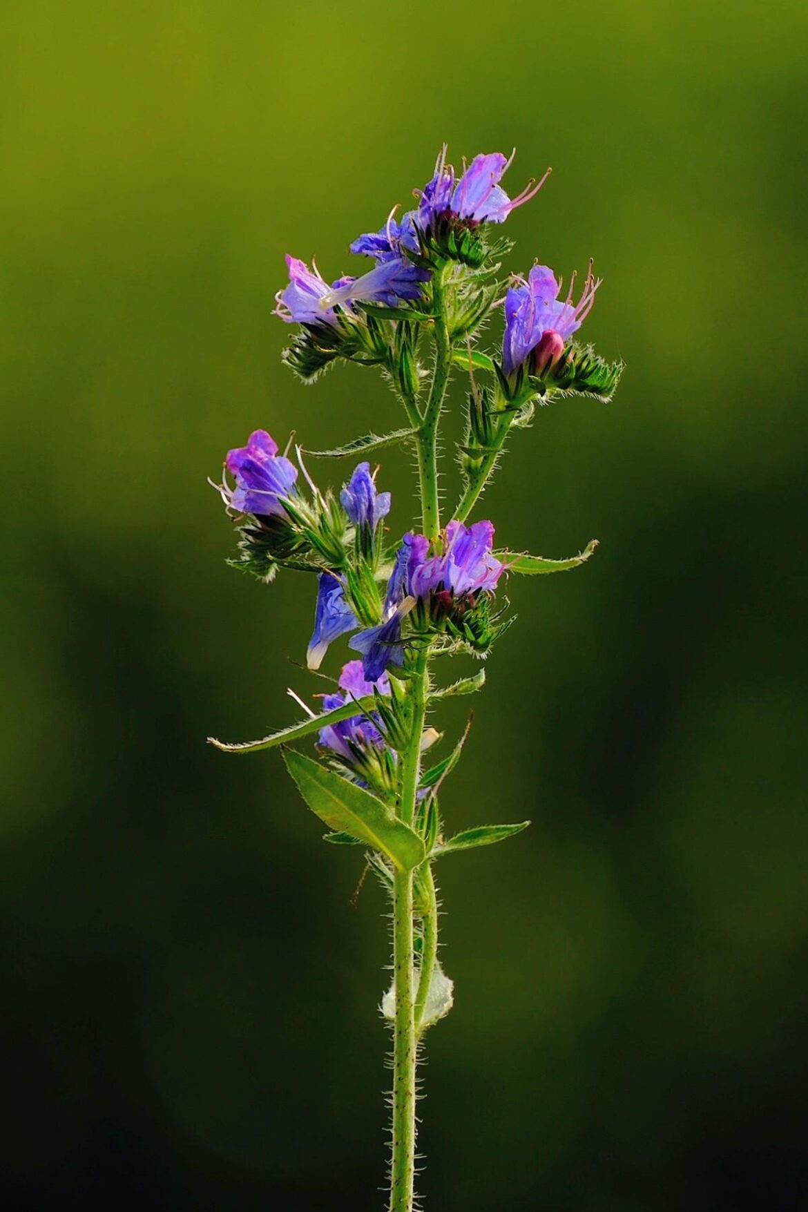 Viper's Bugloss (Echium vulgare L.)