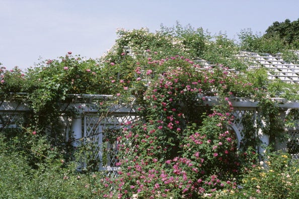 climbing-roses climbing roses
