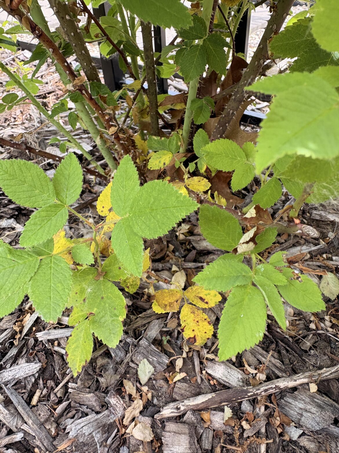 Rosa setigera help Rosa setigera help