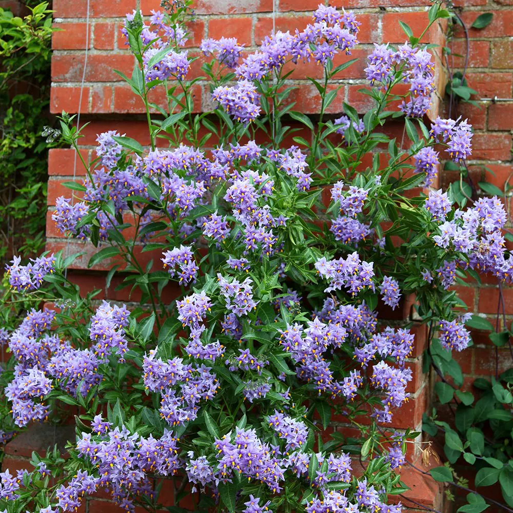 Solanum crispum 'Glasnevin'