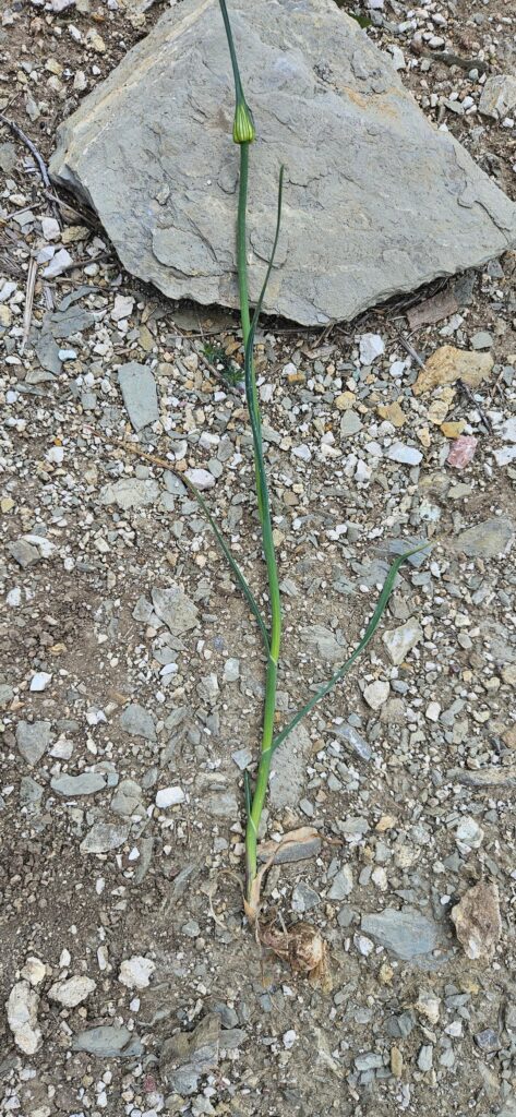 Possible wild garlic (allium vineale)?