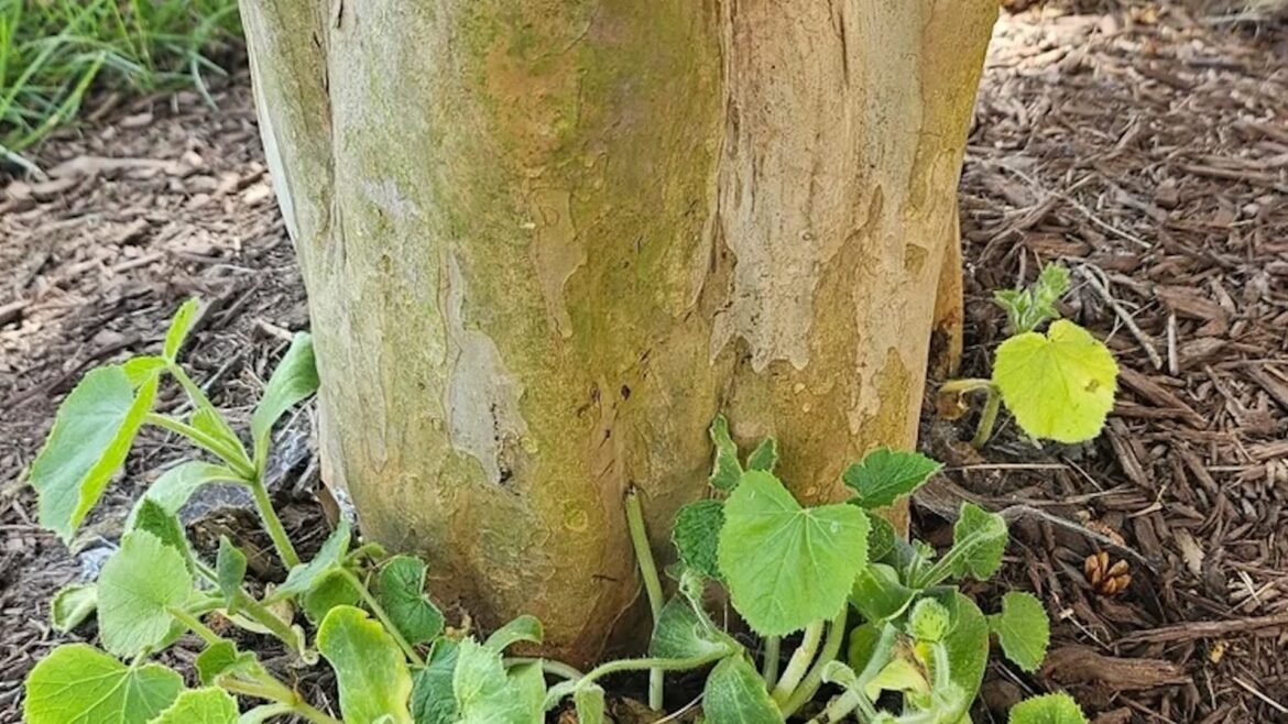 The base of a tree trunk surrounded by green seedlings and mulch.