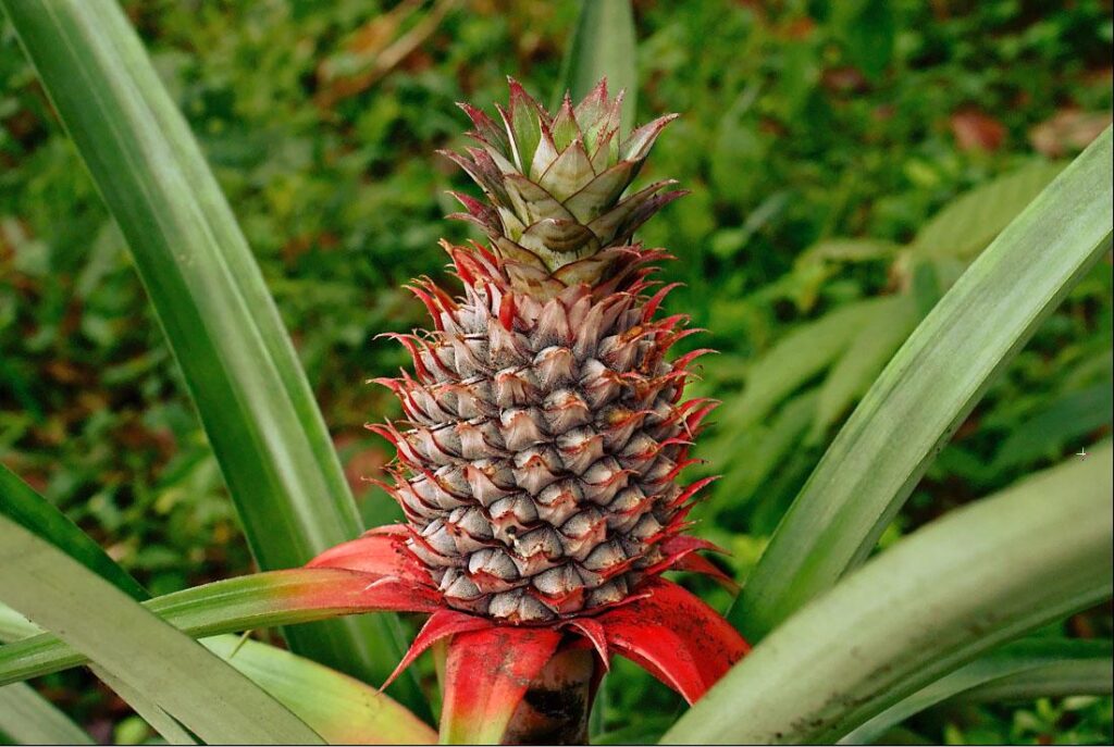 Fun fact: A pineapple is made up of many fruits fused together