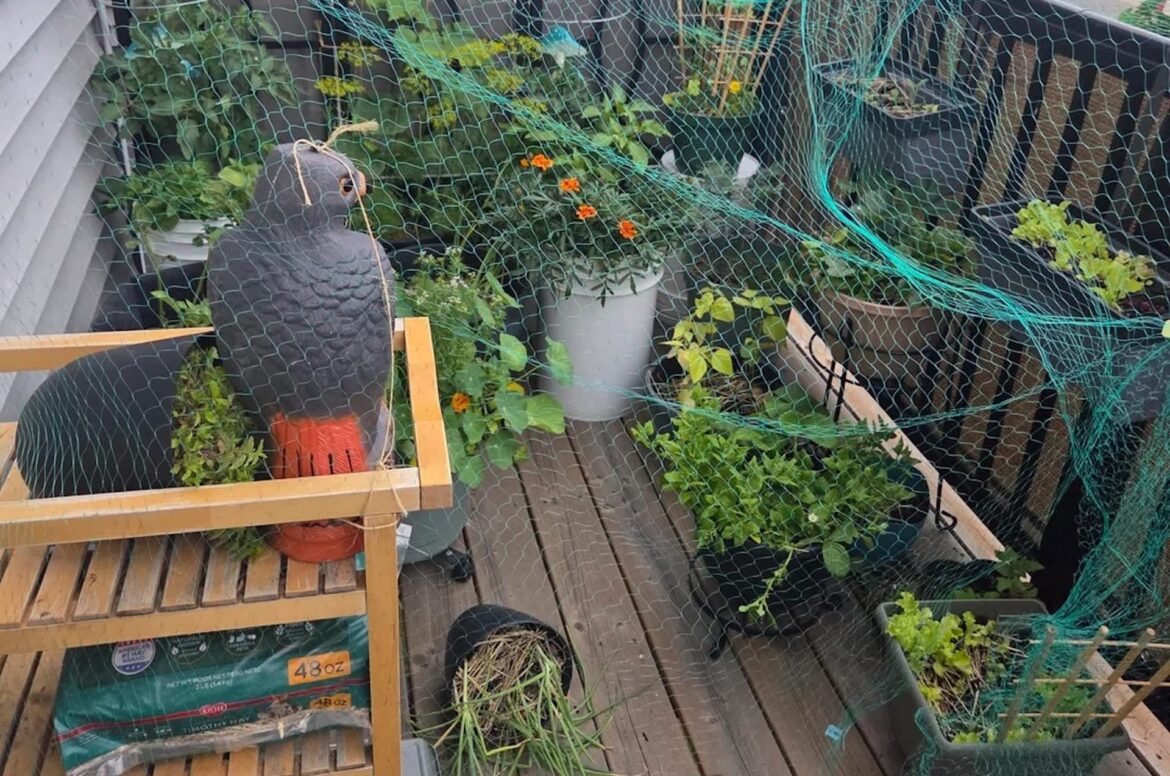 ‘Rude’: Canadian gardener finds raccoon eating her first potato before she can harvest it A balcony garden filled with various plants, a plastic bird statue, and green netting for protection.