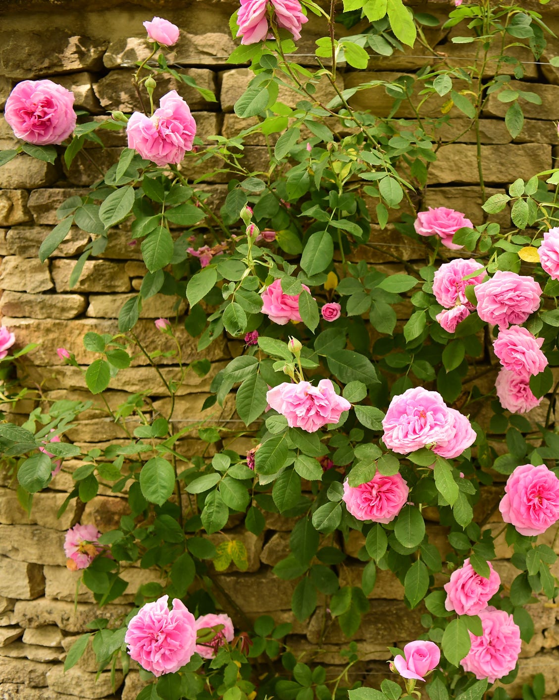 flowering vines with roses on a wall