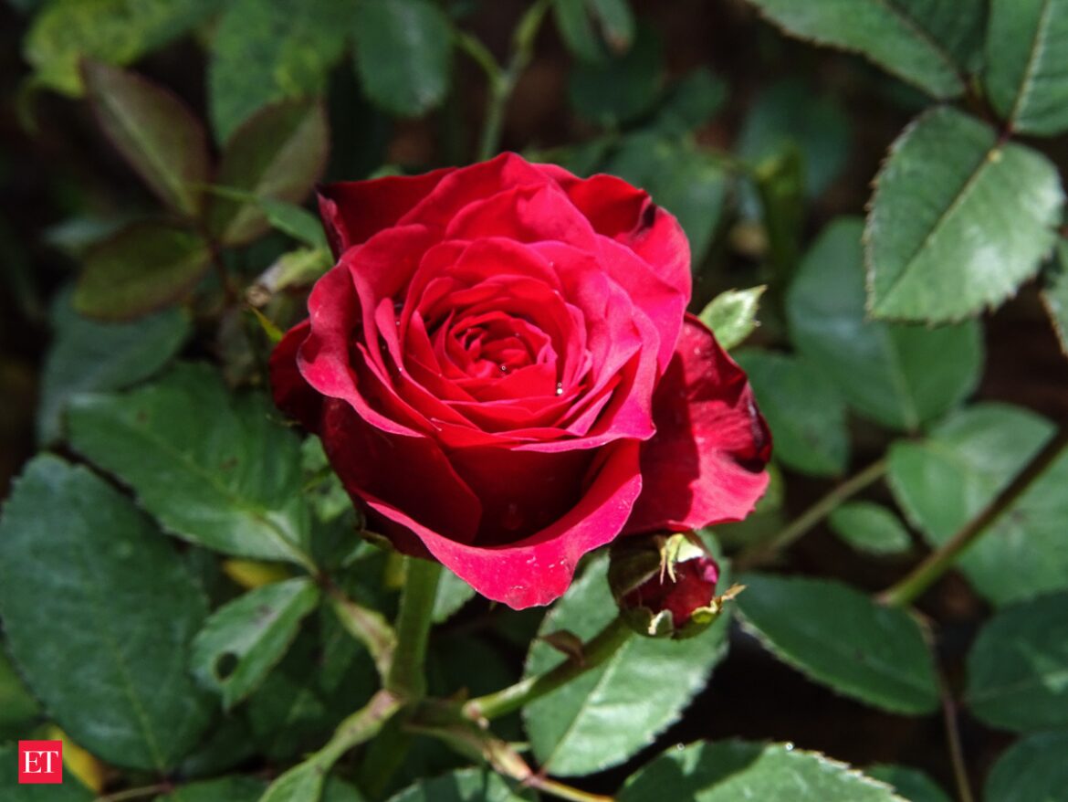 7 pet friendly plants that you can grow in your garden – Roses 7 pet friendly plants that you can grow in your garden - Roses
