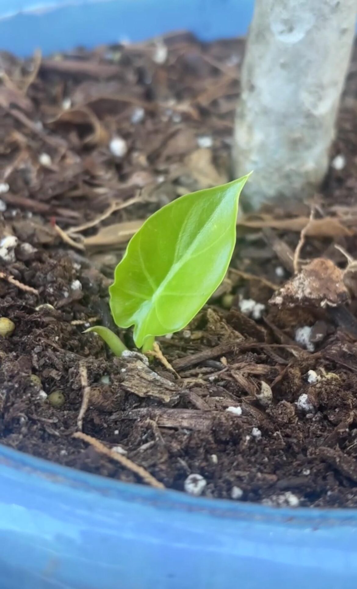 random plant just popped up out of the dirt of my frangipani???