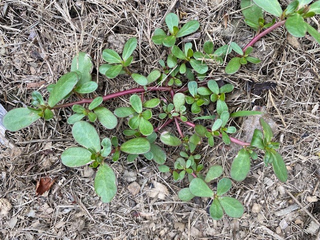 It’s time to attack those weeds in your CT garden. Here’s how It's time to attack those weeds in your CT garden. Here's how