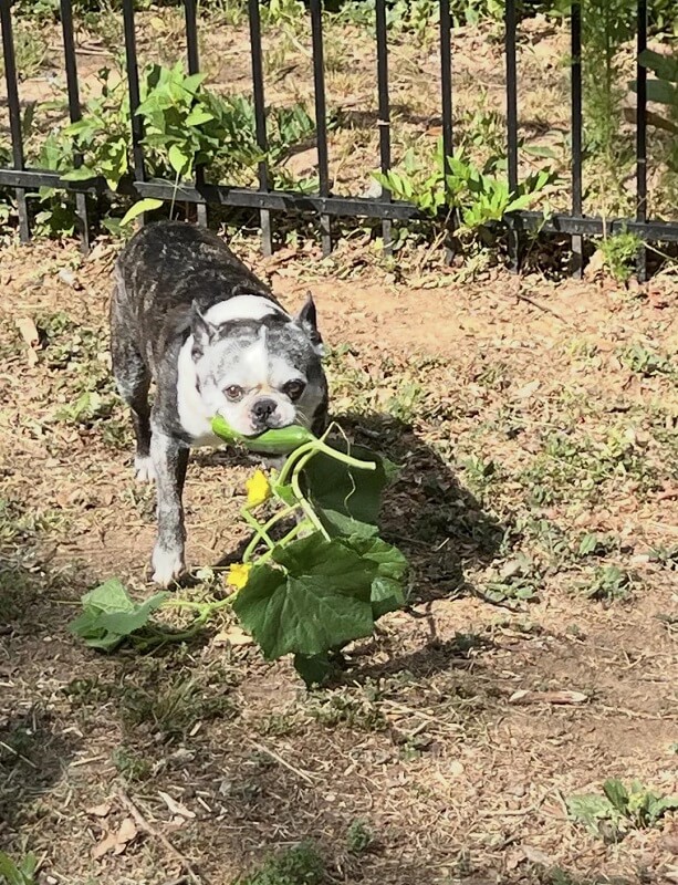 A dog holds a cucumber in its mouth while standing among leafy plants on the ground.