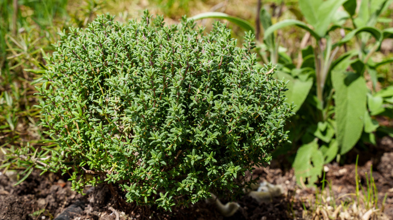 A mature growth of thyme in a garden