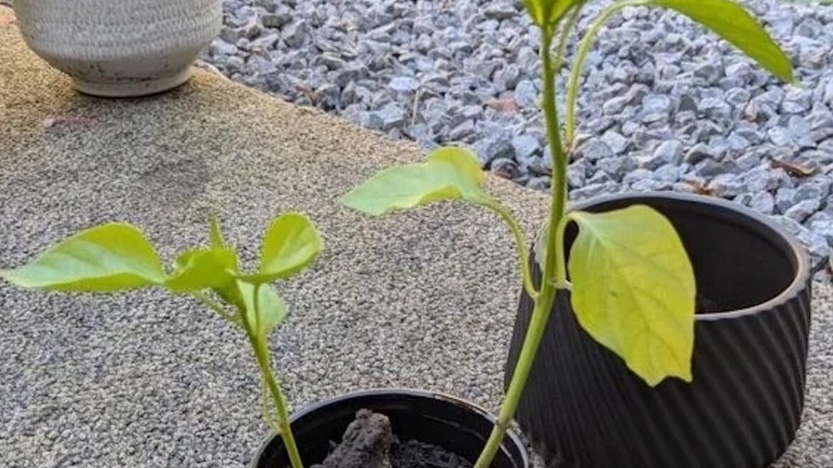 Gardener spots ‘groggy’ toad hibernating in their peppers Two small green plants in black pots on a textured surface, with a decorative pot in the background.
