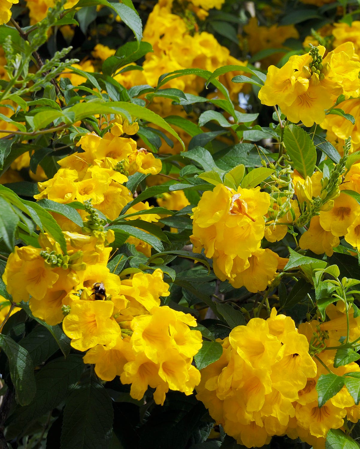 flowering vines with trumpet vine