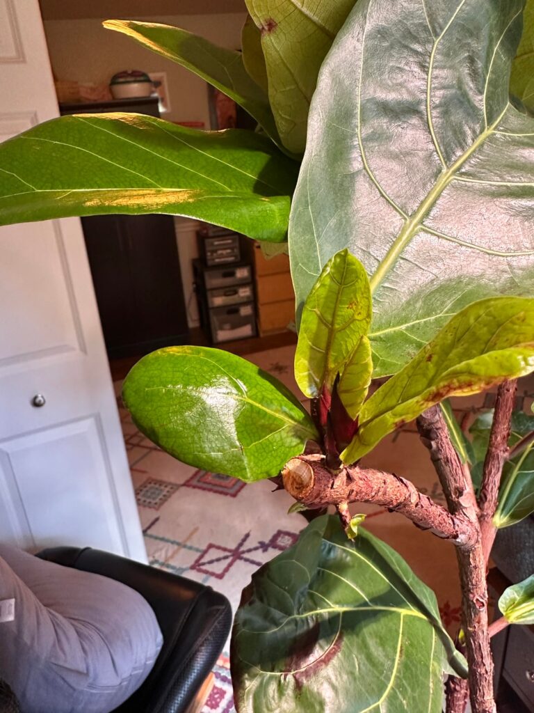 Update on big chop