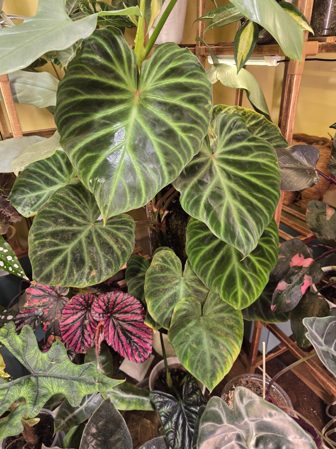 Verrucosum update