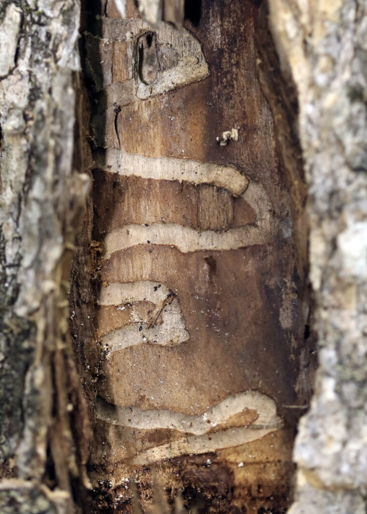 Master Gardener Sue Morris: Effects of emerald ash borer visible in Kandiyohi County - West Central Tribune