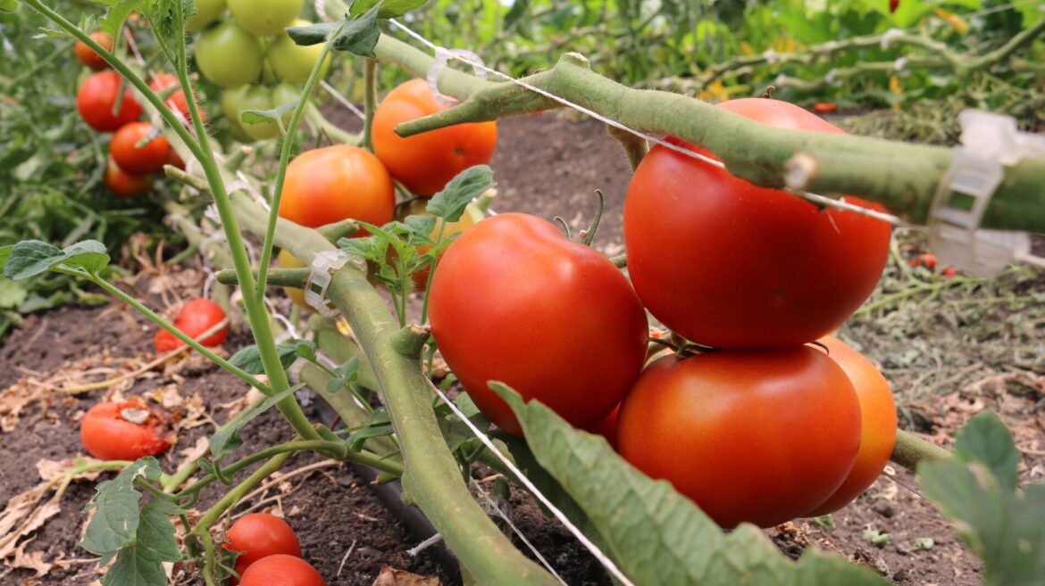 With tomato prices climbing in stores, more gardeners look to save money - InForum