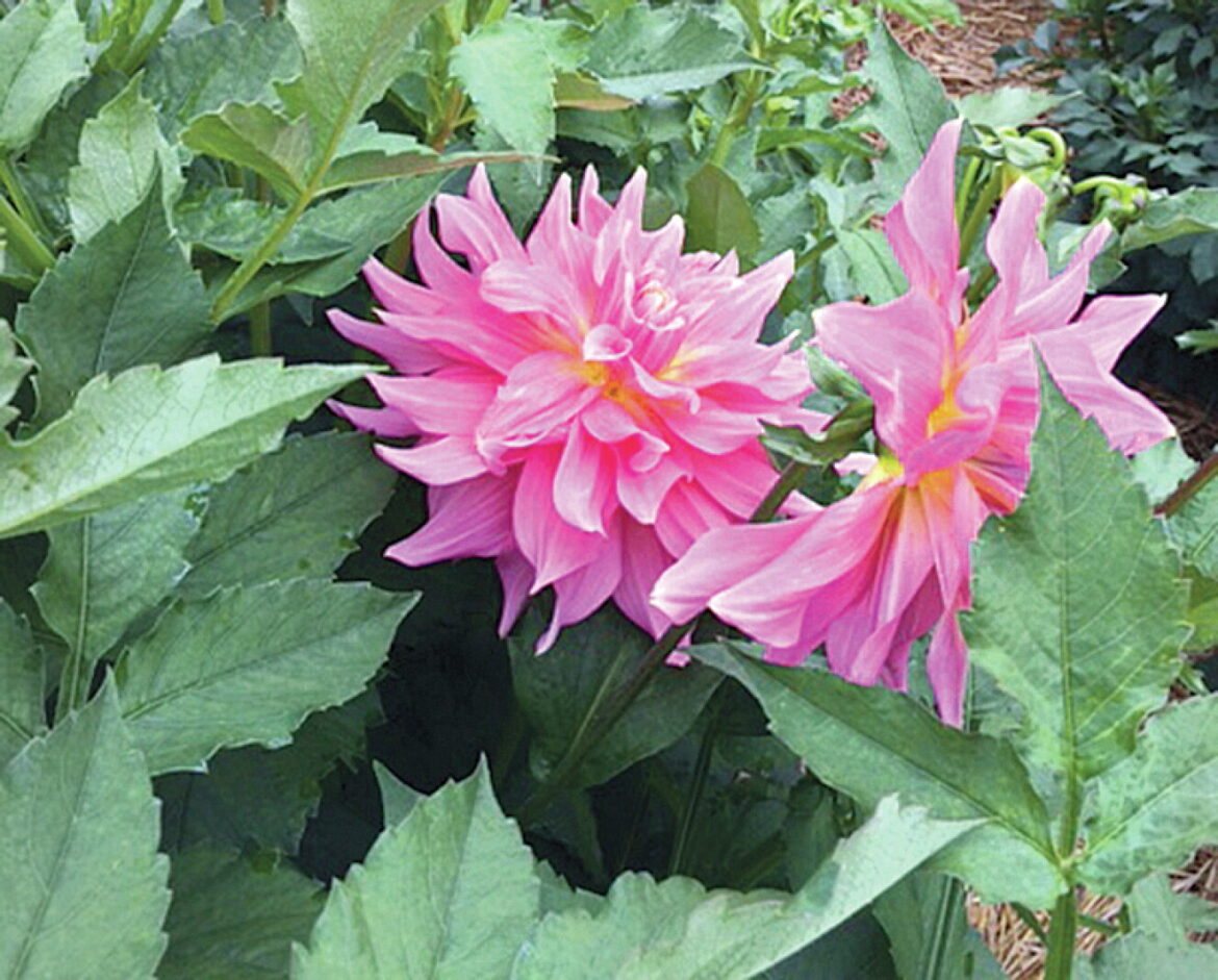 Summer Fun: People can find beauty blooming in regional gardens - West Central Tribune