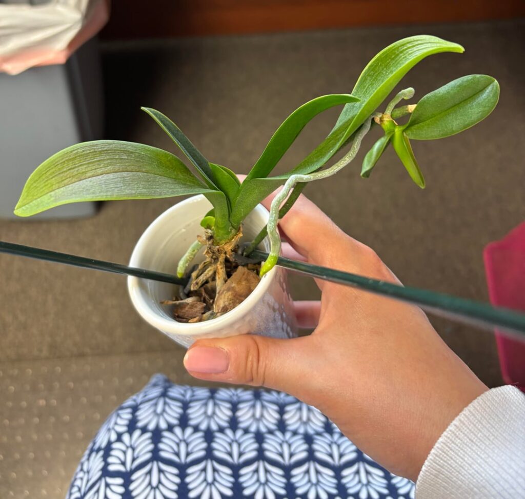 Mini phal orchid has weird “bulge”