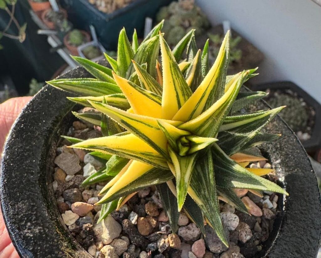 Yellow variegate turned orange, a nice surpise