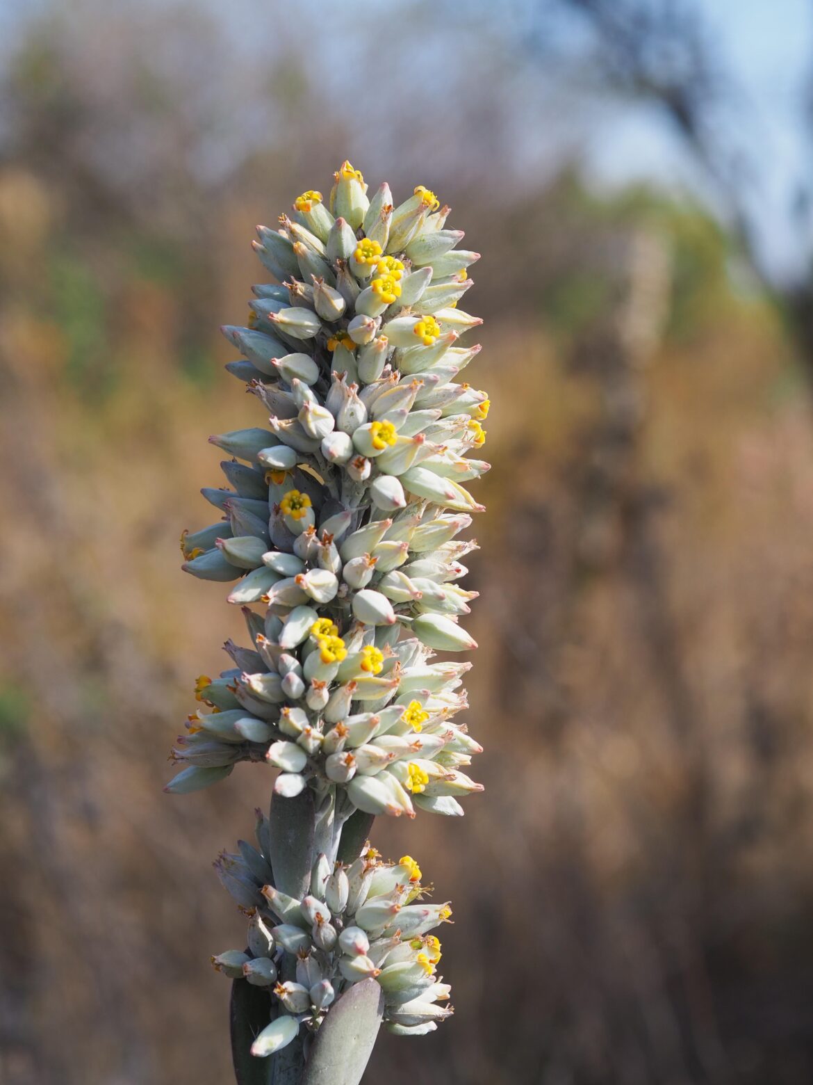 Kalanchoe thyrsiflora