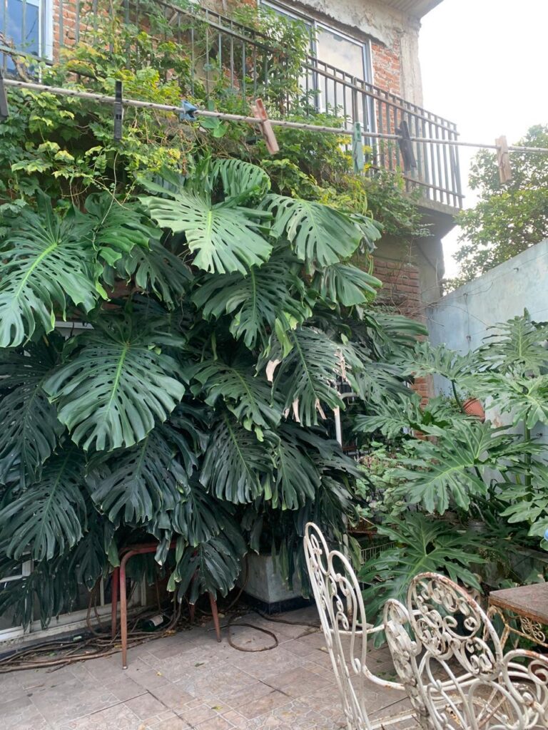 My giant outdoor Monstera (Costilla de Adán) is turning into a full jungle wall 🌿🦕 My giant outdoor Monstera (Costilla de Adán) is turning into a full jungle wall 🌿🦕